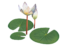 LILY Sites Directory